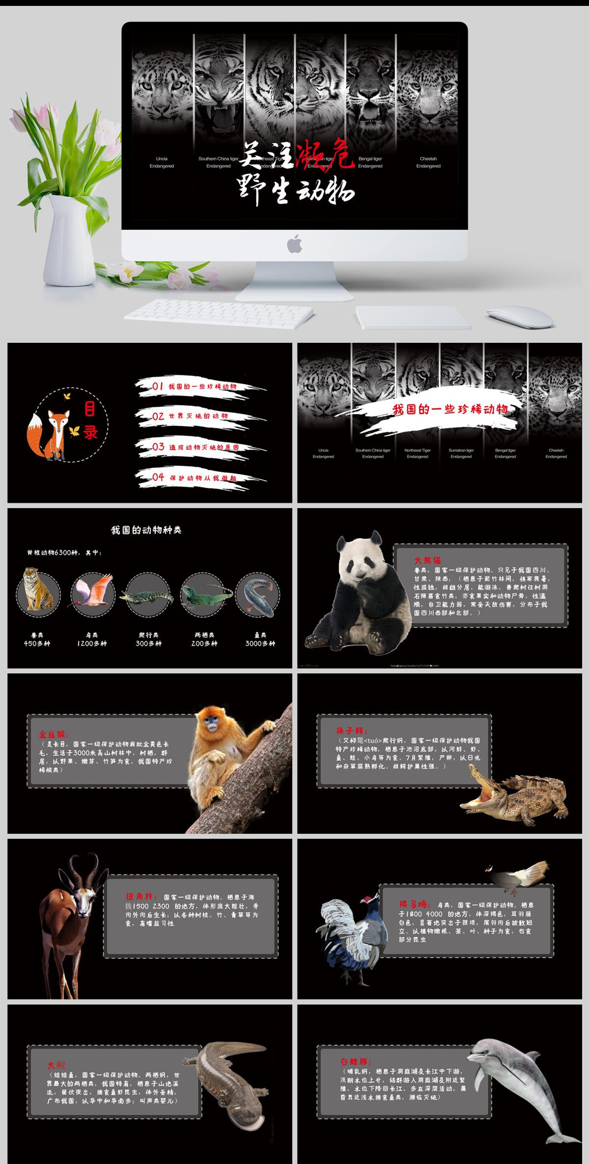 关注濒危野生动物保护动物PPT模板(图1)